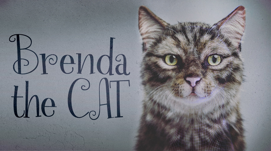 Brenda The Cat